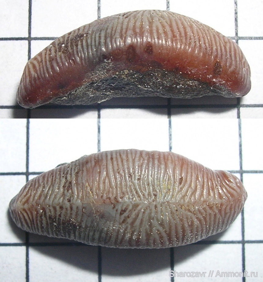 Hybodontiformes Owen, 1846) Отряд Гибодонтообразные, Order